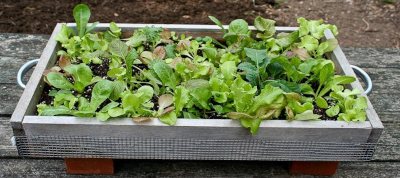 Salad greens growing in a wooden box with handles and hardware cloth base
