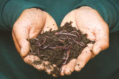 Cupped hands holding earthworms in a pile of dirt