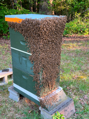 A green bee hive with the front completely covered in bees