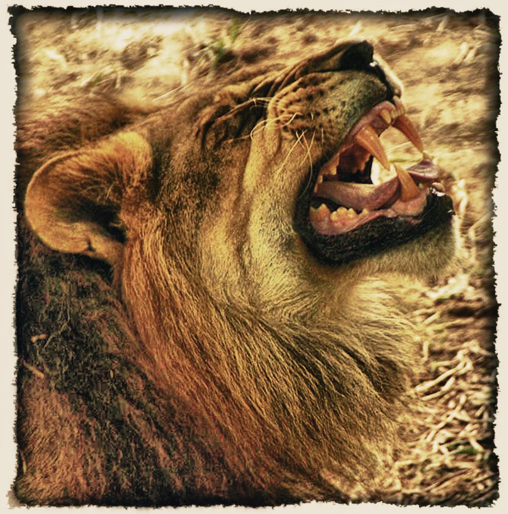 a lion roaring