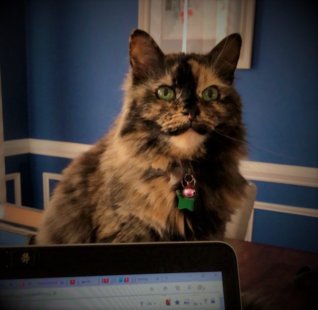 A black and tan cat looking at the camera with top of laptop visible
