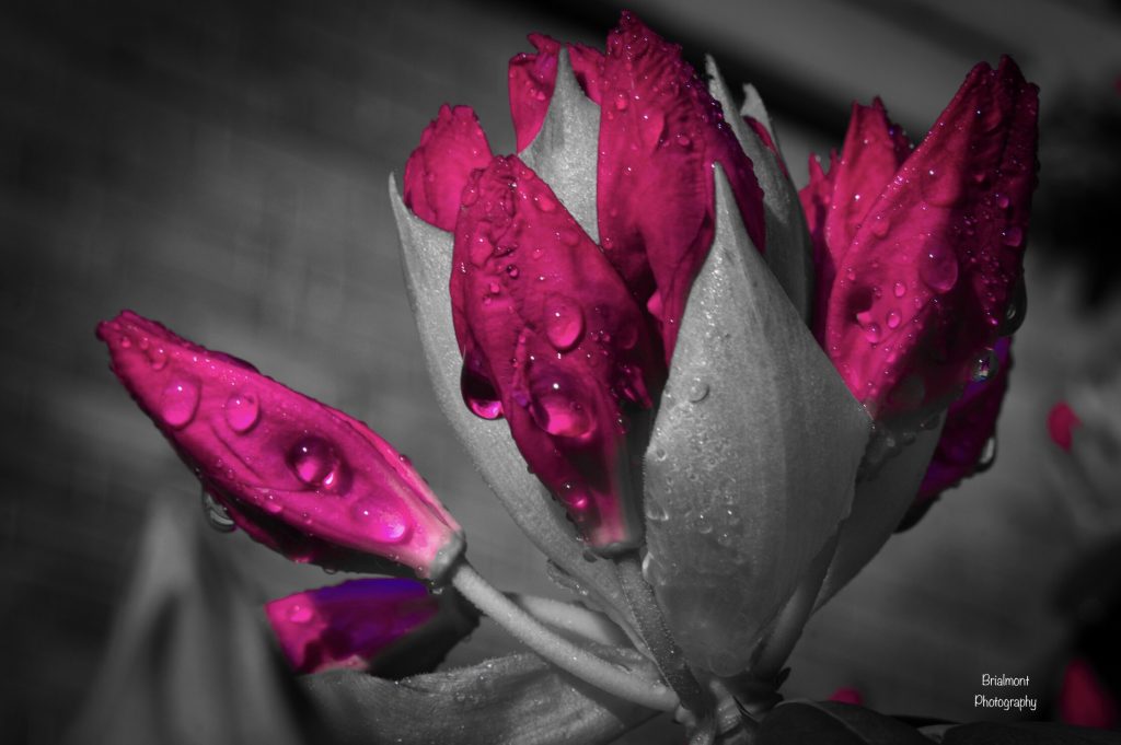 A pink flower with the leaves in greyscale