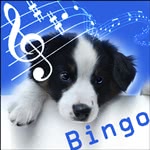 Bingo black and white dog