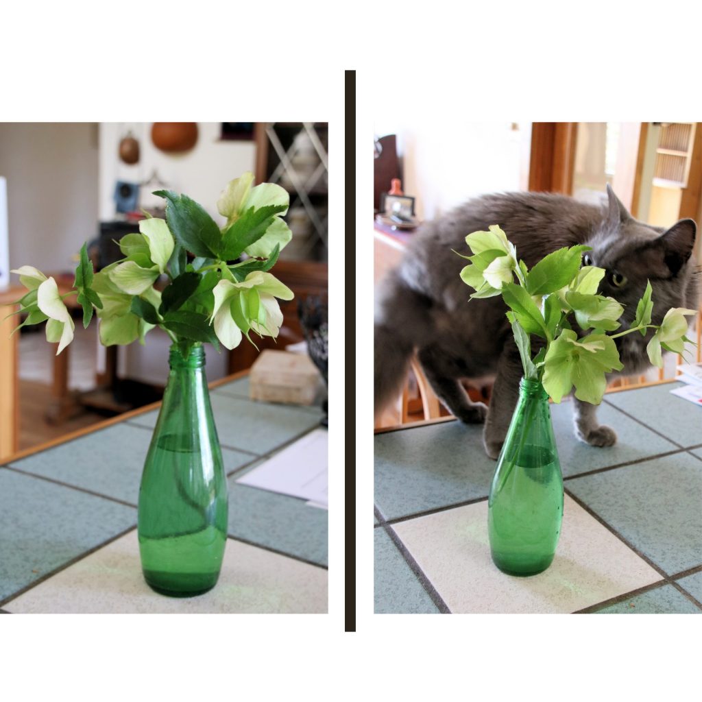 two photos of a green hellebore and a cat sniffing the hellebore