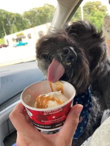 Small black dog licking an ice cream cup