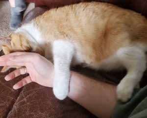 An orange and white cat lying next to a person's arm