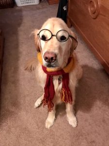 Golden dog in harry potter glasses and scarf