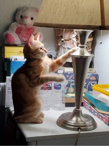 Small orange cat on a nightstand reaching for a lamp