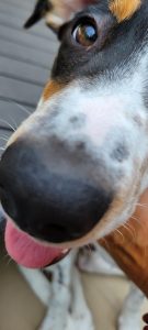 Close up of a panting dog with a white and black speckled face
