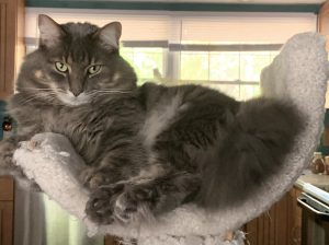 Calico cat in a hammock