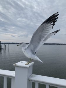 Seagull landing on a post