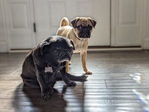 An older pug and pug puppy dogs pose together on wood floors