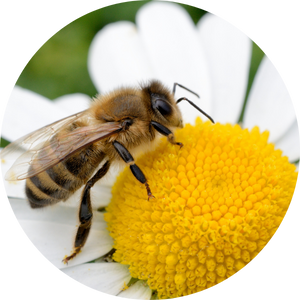 Honey bee on a daisy
