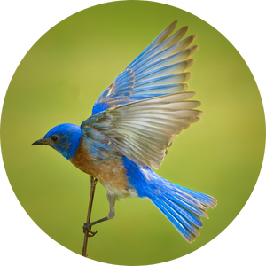 Bluebird on a branch