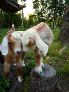Two brown and white goats with their heads together