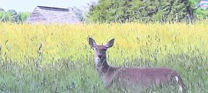 A deer standing in tall grass with a barn in the background