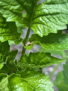 Small spider hidden in the leaf of a large green plant