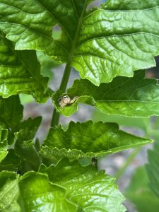 Small spider hidden in the leaf of a large green plant