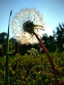 Close up of a dandelion with the sun behind it