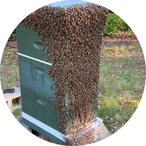 A green bee hive with the front covered in bees