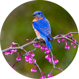 An Eastern Bluebird sits on the branch of a blooming Eastern Redbud.