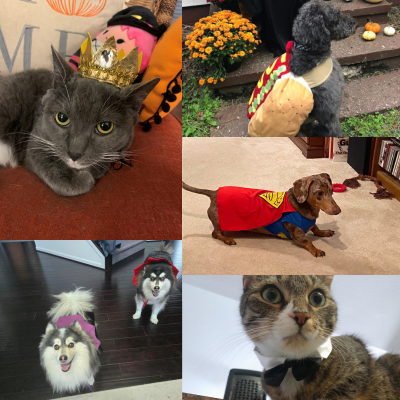 A collage of dogs and cats in Halloween costumes, including a dog in a hot dog costume, a cat in a crown, three dogs in superhero capes, and a cat in a bow tie.