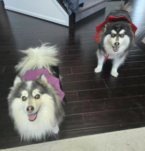 Two black and white dogs dressed in vampire capes look at the camera