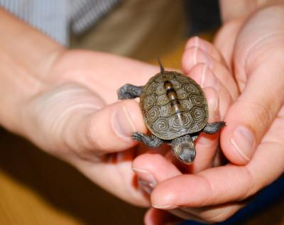 A close up of hands holding a tiny turtle