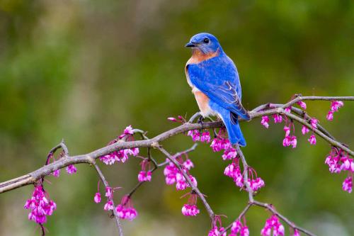 An Eastern Bluebird sits on a branch of a blooming Eastern Redbud