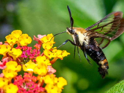 A hummingbird moth on a yellow and red flower