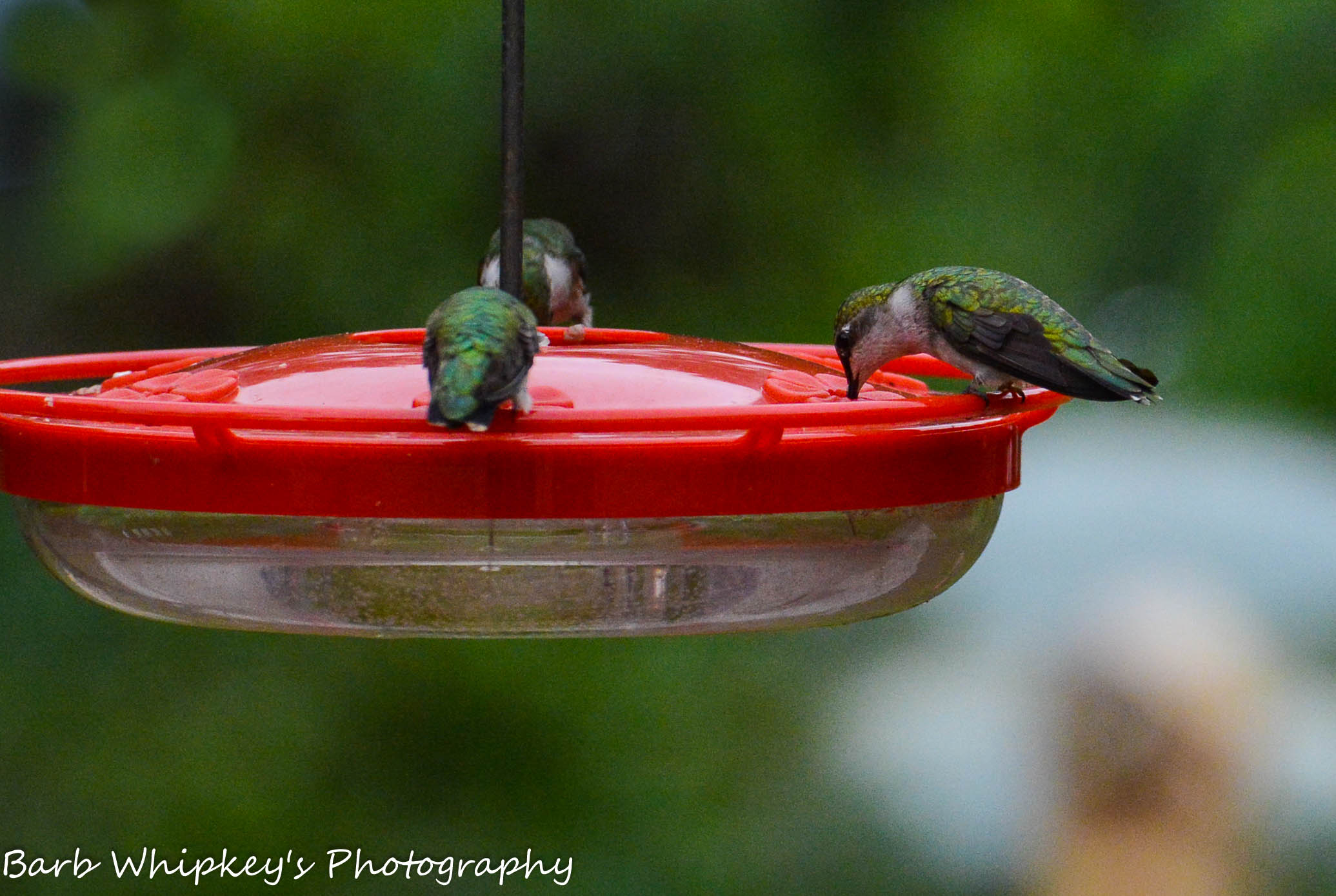 Three hummingbirds on a red feeder