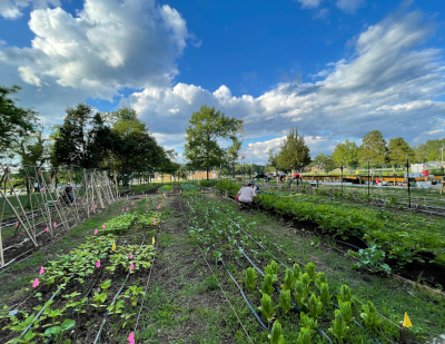 Several people tending garden beds on a sunny day