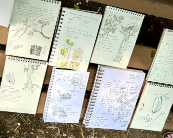 Eight nature journals open to pages with pencil drawings of trees and plants, and notes about what was observed