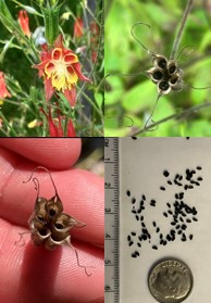 Four images of the flower, seed head, and seeds of a native Eastern Red Columbine plant