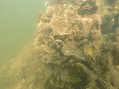 Underwater view of an oyster reef habitat