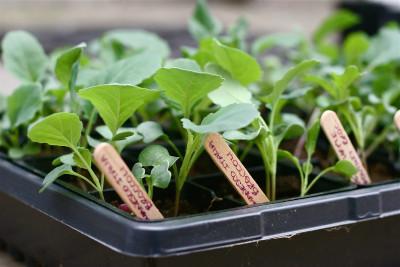 Seedlings in a black container with wooden stakes