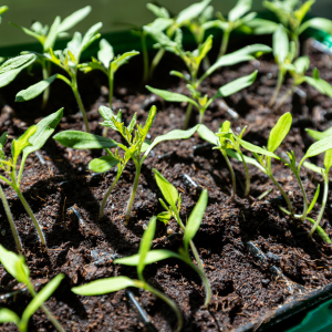 Seedlings in a black container 