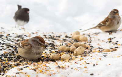 Three small song birds on snowy ground pecking at scattered bird seed