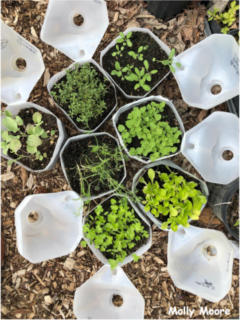 Seven halved gallon jugs with seedling growth inside